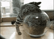 cat-bowl